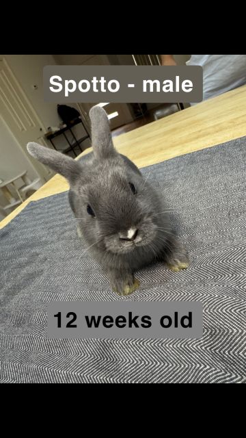 1 x Purebred Male Netherland Dwarf Rabbit 12 Weeks Old | Rabbits ...