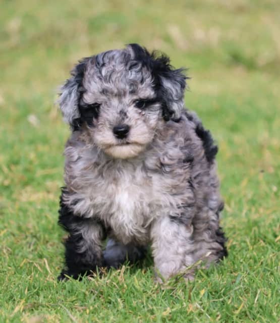 toy poodle merle