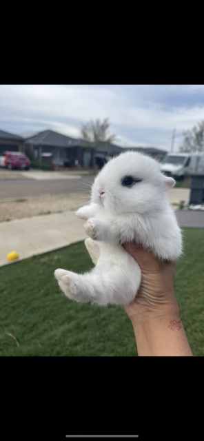 Purebred Netherland dwarf ️ ️ ️ | Rabbits | Gumtree Australia Hume Area ...