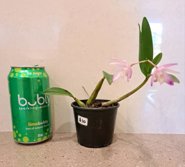 Orchid plant..10 Plants Gumtree Australia Canterbury Area