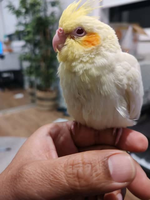 baby lutino cockatiel