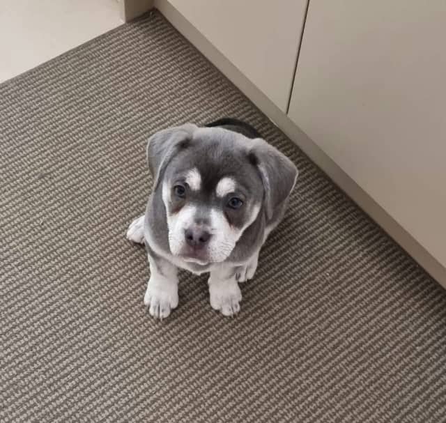 Blue french bulldog x blue pomeranian still available Dogs & Puppies