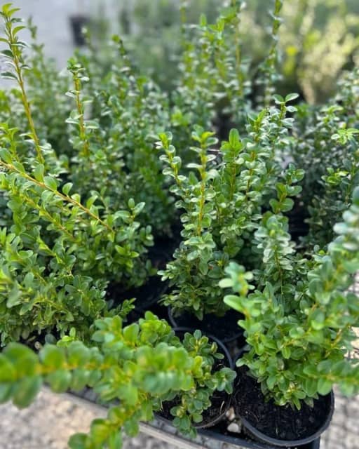 Buxus sempervirens English Box 20 cm pots Good Size Batch Plants