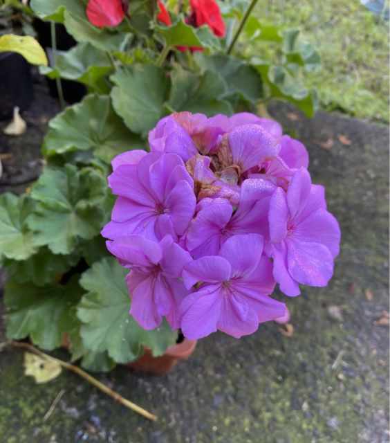 Pelargoniums and Geraniums rooted plants in pots Plants Gumtree