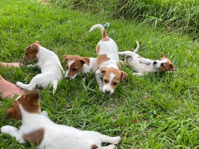 5x Male Jack Russel puppies (2x males SOLD, 3 availab). 1x Female SOLD ...