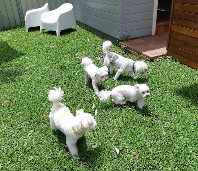 Pet Grooming & Pet Sitting Grooming Gumtree Australia Parramatta
