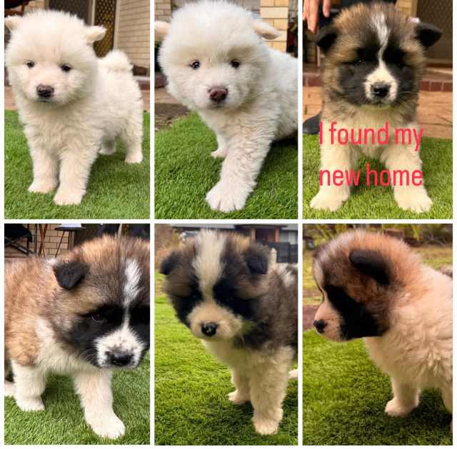 Long Haired American Akita (9 weeks old ready to take home ) Dogs