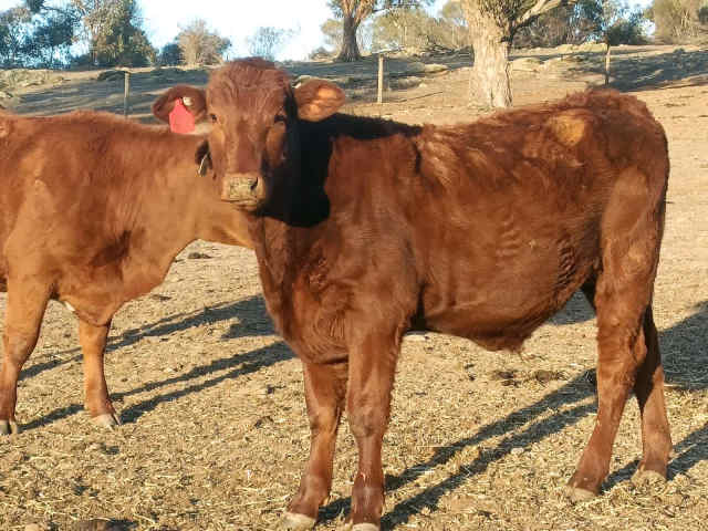 Santa Gertrudis Steers yearling | Livestock | Gumtree Australia Barossa ...