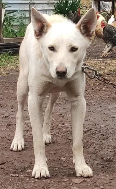 are australian kelpies rare