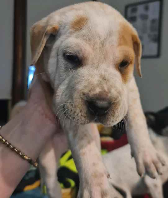 BULL ARAB X PUPPIES Dogs & Puppies Gumtree Australia Bowral Area