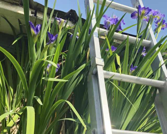 iris plants for pond decoration Plants in Inala QLD Gumtree Australia