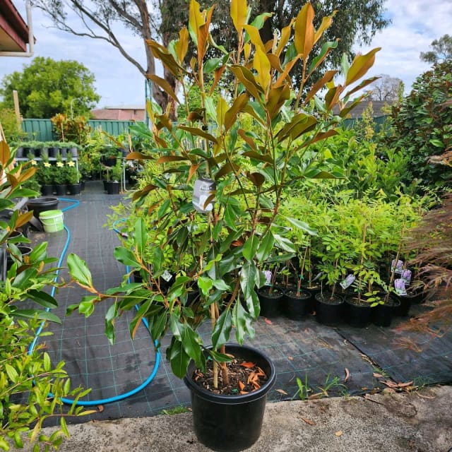 Established Large Kay Parris Magnolia Evergreen Grandiflora Tree in 41