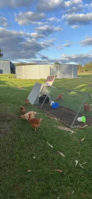 ISA brown chooks for sale | Livestock | Gumtree Australia Albany Area ...