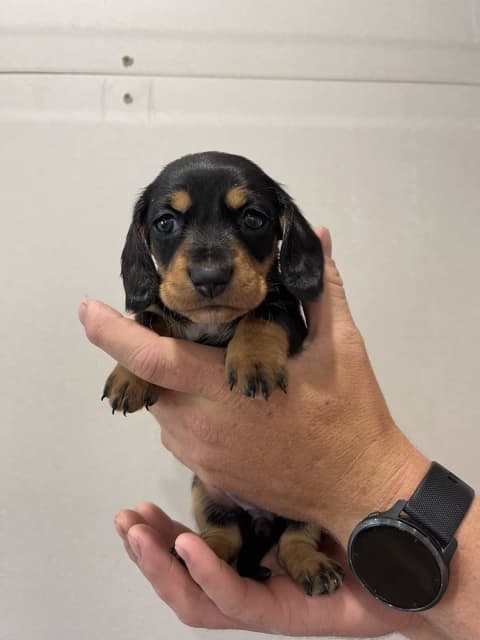 sausage dogs for sale gumtree