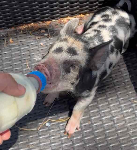 Miniature Piglets Livestock Gumtree Australia Mackay City