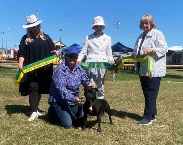 Staffordshire Bull Terrier girl Dogs & Puppies Gumtree Australia