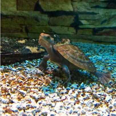 Baby Macleay River Turtles | Reptiles & Amphibians | Gumtree Australia ...