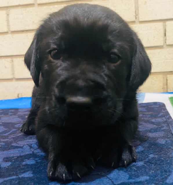 Pure Bred Labrador Puppies Dogs & Puppies Gumtree Australia Albany