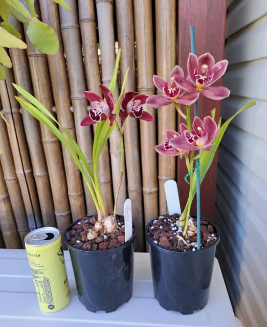Orchid plants..2 cyms for 30 Plants Gumtree Australia Canterbury