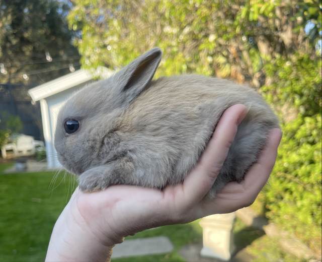 Purebred Netherland Dwarf bunnies | Rabbits | Gumtree Australia Bayside ...