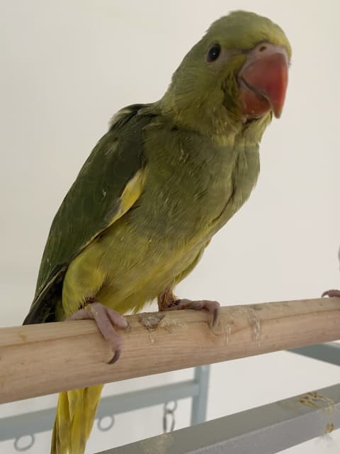 green cleartail indian ringneck