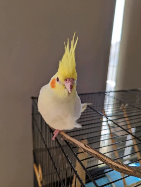 baby lutino cockatiel