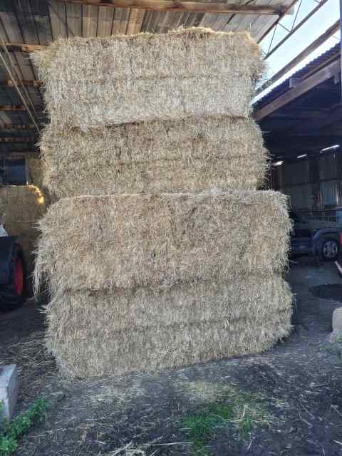 hay square bales grass hay - Miscellaneous Goods in Heywood VIC ...