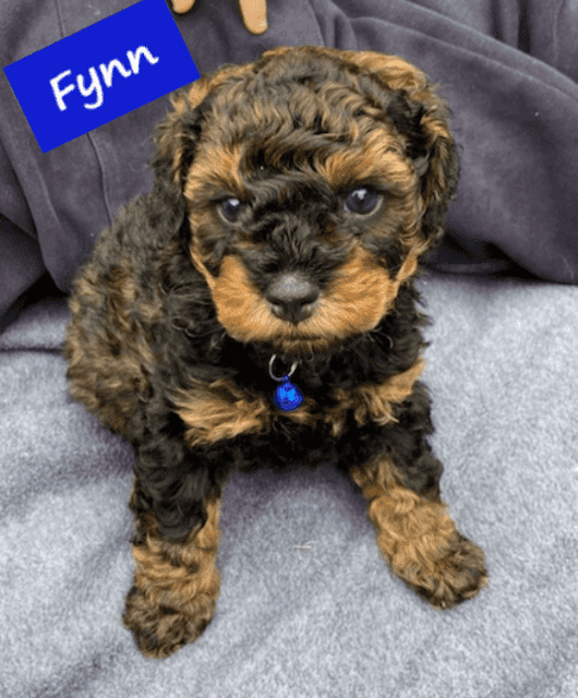 Toy Cavoodle Puppies-2nd Gen-Clear DNA & Breeders Health Guarantee QLD ...