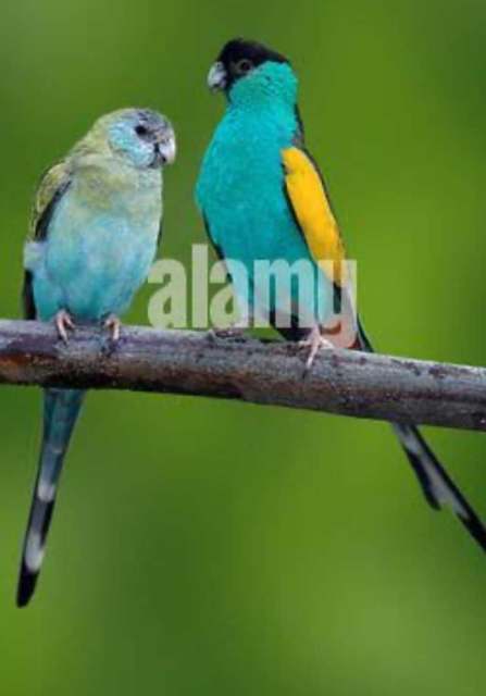 Hooded parrots breeding pair | Birds | Gumtree Australia Palmerston ...