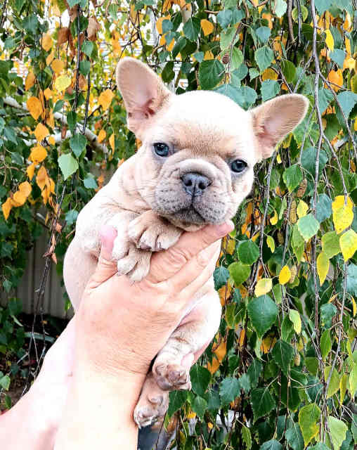 Stunning Isabella French bulldog, Fluffy carrier, male | Dogs & Puppies ...