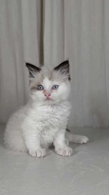ragdoll kitten ready for loving home | Cats & Kittens | Gumtree