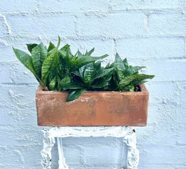 Mini Sanseveria in rustic terracotta planter box pot. Plants in
