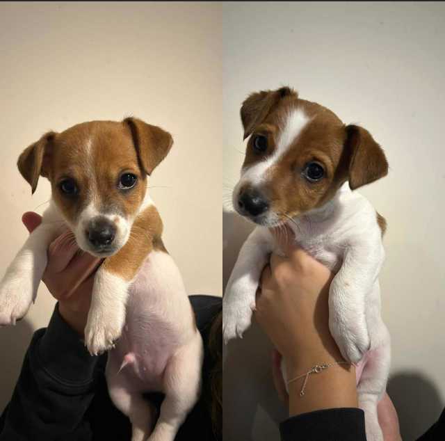 2x males Tenterfield terrier x Jack Russell pups Dogs & Puppies