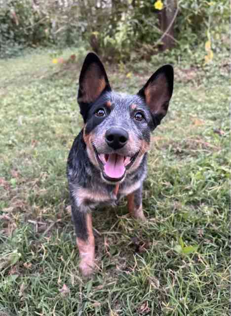 Blue cattle female pup | Dogs & Puppies | Gumtree Australia Tablelands ...