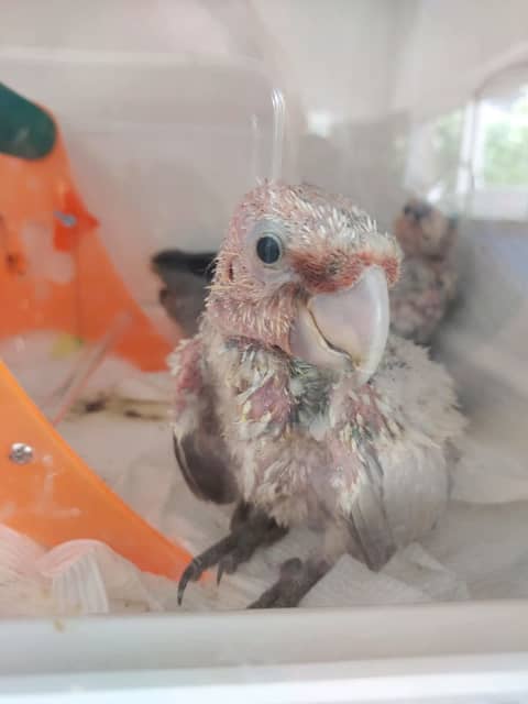 hand rearing galahs