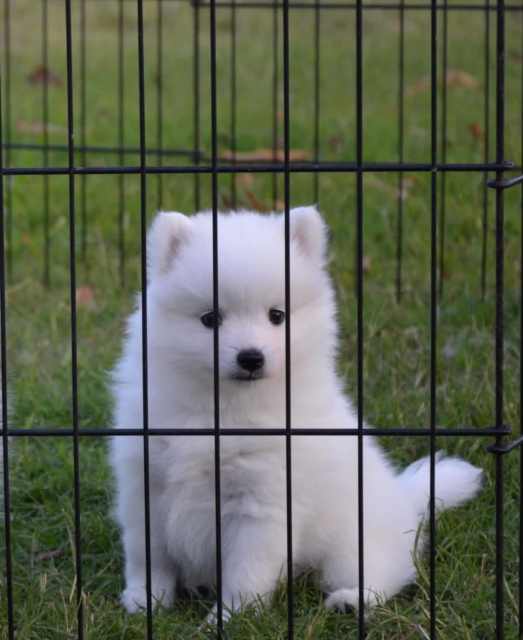 Japanese Spitz puppies extra cute !!!!!!!!!!!!!!!!!!!!! Dogs