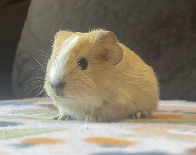 Baby Guinea Pigs Other Pets Gumtree Australia Mornington