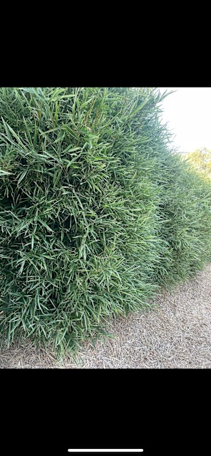Bamboo ( Malay dwarf variegated) clumping - Plants in Buddina QLD ...