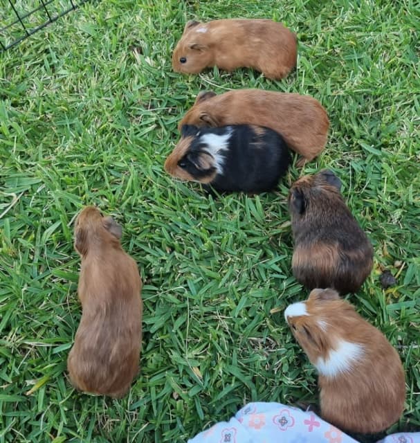 Baby Guinea pigs 3 boys and 3 girls 3.5 weeks old Other Pets
