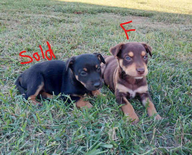 Kelpie Pups 2 Male & 6 Female Dogs & Puppies Gumtree Australia
