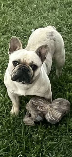 are merle french bulldogs purebred