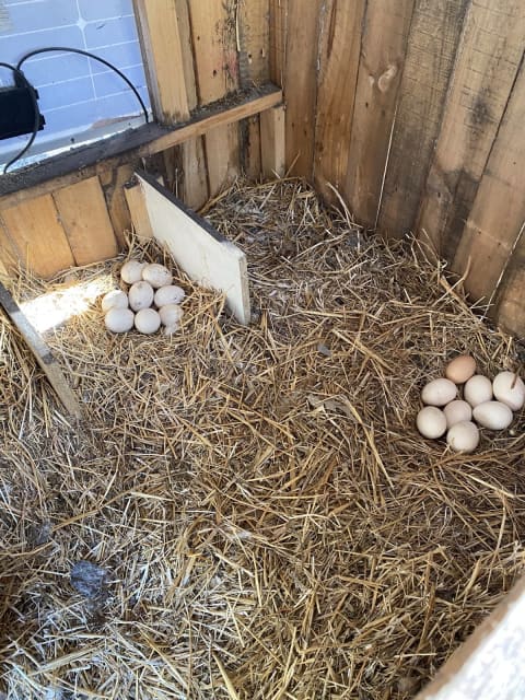 fertile peacock eggs