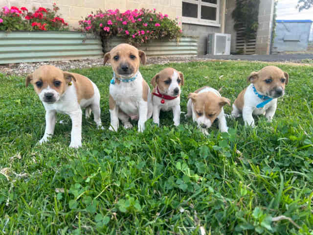 Pure bred jack russells | Dogs & Puppies | Gumtree Australia Liverpool ...