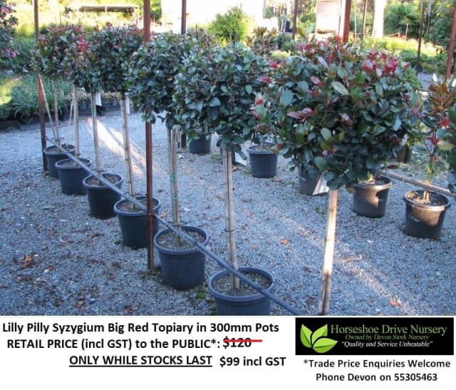 Lilly Pilly Big Red Topiary Feature Plant Check These Out! Plants