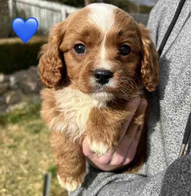 💕 SWEET CAVOODLE BABIES 💙 READY NOW Dogs & Puppies Gumtree