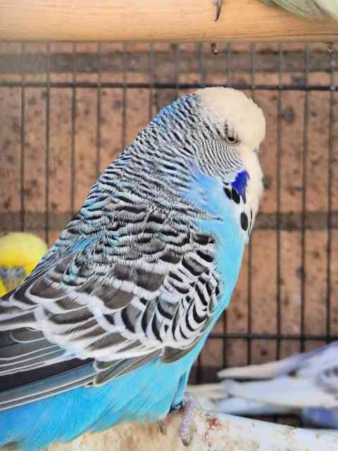 OPEN 7 DAYS. Beautiful Show and Texas Clearbodied Budgies, Latinos ...