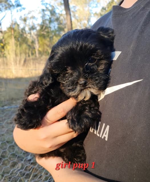 Last little pocket shoodle girl 100 DNA clear Dogs & Puppies