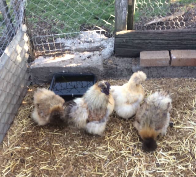 Partridge Purebred Rooster & 2 Hens Livestock Gumtree Australia