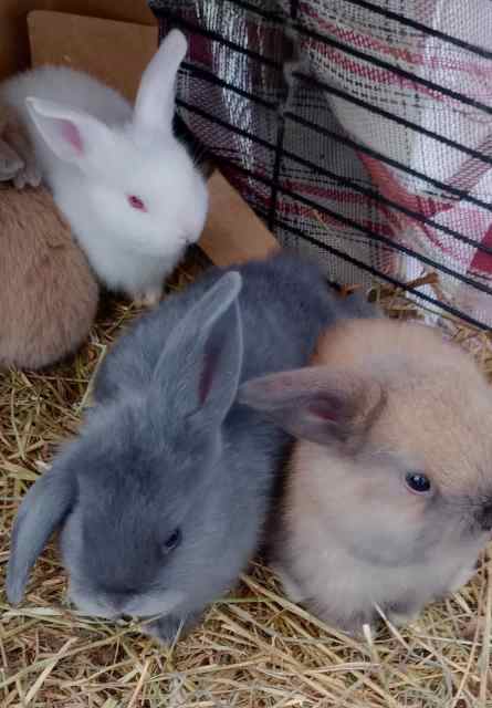 Beautiful baby rabbits mini lops | Rabbits | Gumtree Australia ...
