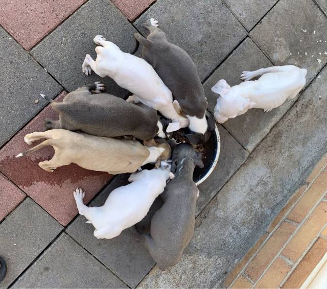 Am staffy/ bully pups | Dogs & Puppies | Gumtree Australia Gilgandra ...